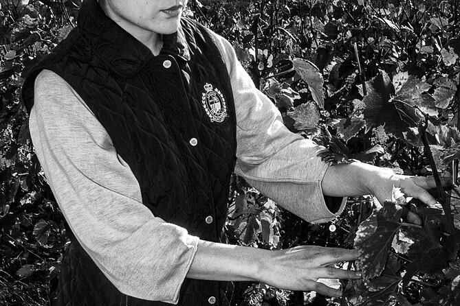 Vineyard and Triple Tasting First Cru in the Mountains of Reims - The three-step tasting: eye, nose, and mouth