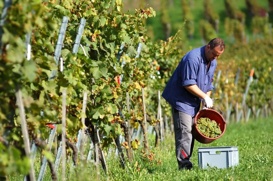Vineyard Sips: Family Winery Tour & Gourmet Tasting in Corfu - Walking through Corfu’s winemaking tradition