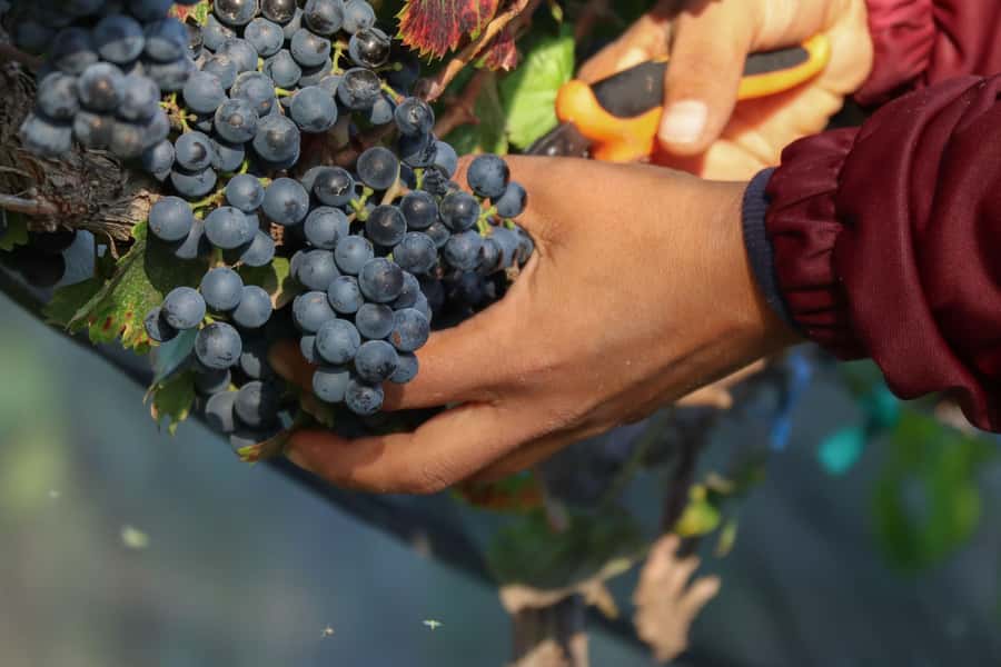 VINEYARD TOUR - First stop: El Aguaje and the path from grape to bottle
