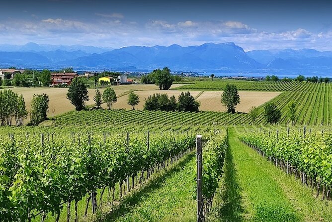 Vineyard Tour and Tasting of Lugana Wines - Key Points to Know Before You Go