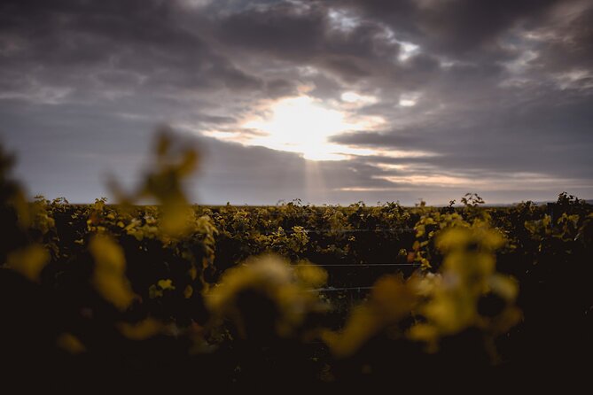 Vineyard tour and wine tasting in Davron - A professional vineyard in the Versailles plain