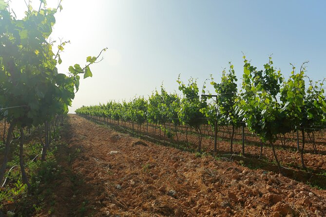 Vineyard Tour in Al Mafraq Governorate - Wine Tasting With Sommelier Mo