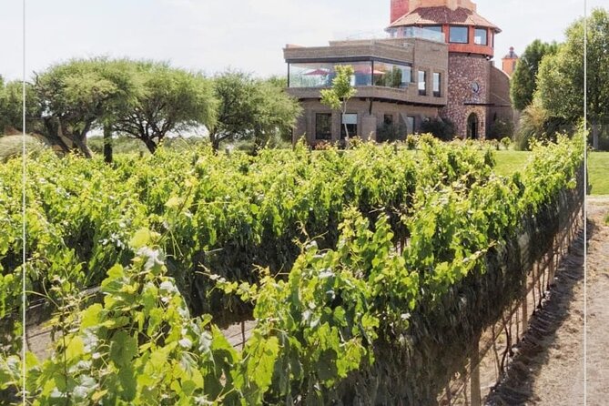 Vineyard, tour, tasting and fun in San Miguel de Allende - Who will enjoy this tour most
