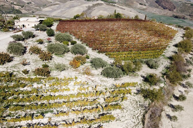 Vineyard Tour, Wine and Sicilian delicacies tasting at a Winery in Agrigento - Tasting wine, olive oil, and local Sicilian food