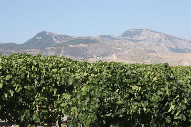 Vineyard Tour, Wine and Sicilian delicacies tasting at a Winery in Agrigento - Is $48.15 a fair price?