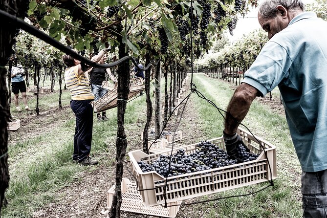 Vineyard Tour with Light Lunch in Valpolicella - How the Two-Hour Schedule Works