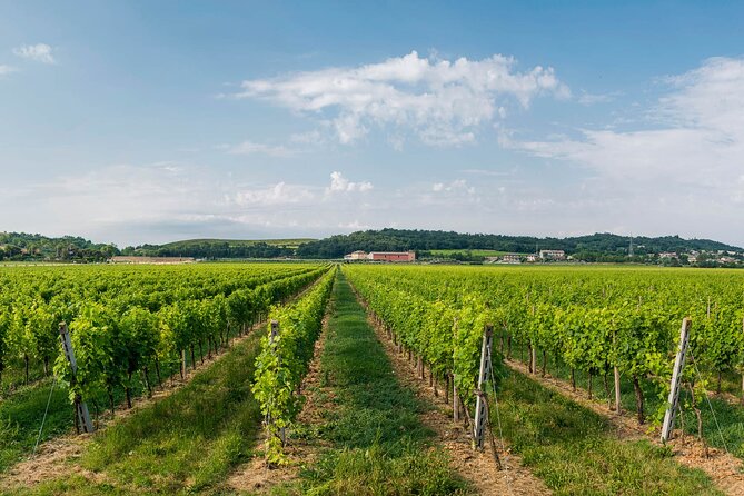 Vineyard tour with tasting of 4 wines on Garda Hills - A winery visit with more than four glasses