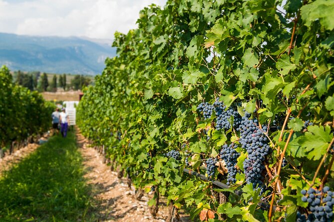 Vineyard tour with tasting of 4 wines on Garda Hills - Planning your two hours at Tenuta La Presa