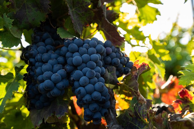 Vineyard tour with wine tasting and local products - Walking through the vineyard at La Oliva