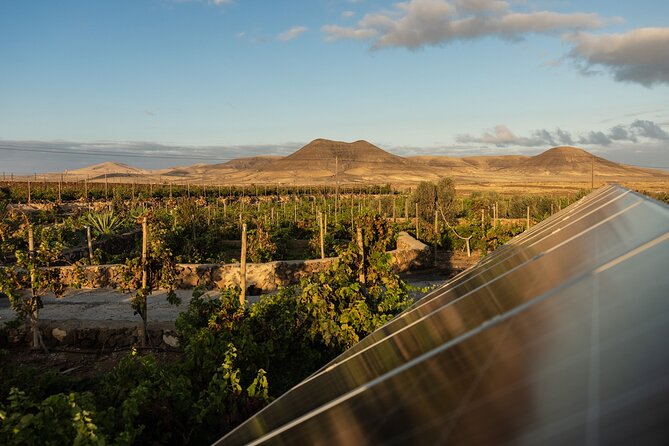 Vineyard tour with wine tasting and local products - The tasting room and three unusual wines
