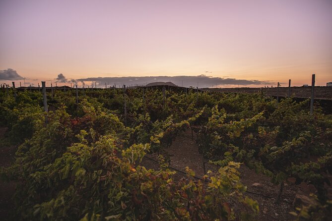 Vineyard tour with wine tasting and local products - Is the $42.05 price good value?