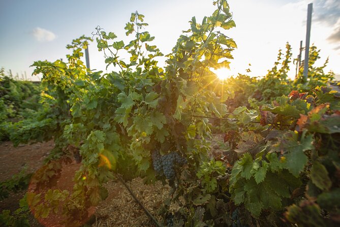 Vineyard tour with wine tasting and local products - Who should book this Fuerteventura winery visit?