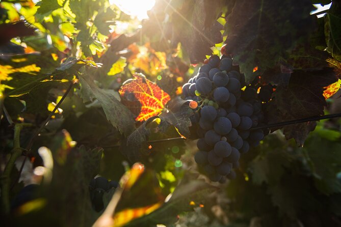 Vineyard tour with wine tasting and local products - Practical timing and cancellation advice