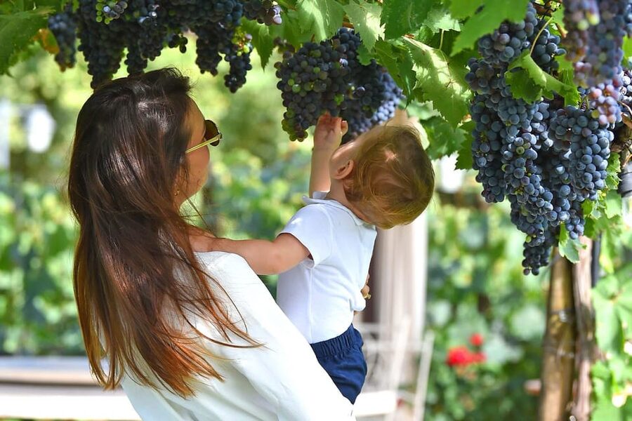 Vineyard Walk, Lunch or Dinner with Wine Tasting - Understanding Tuscan wine with a sommelier