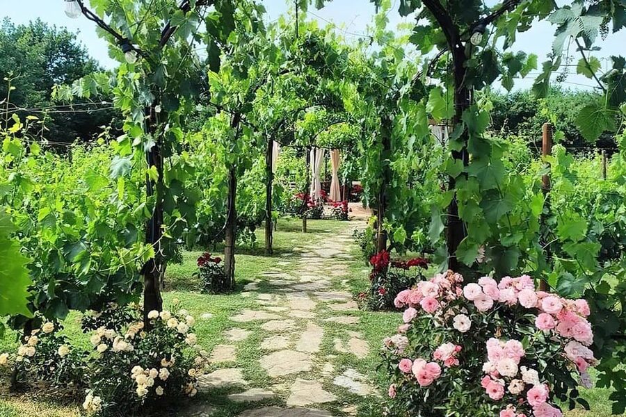 Vineyard Walk, Lunch or Dinner with Wine Tasting - Who will enjoy this Tenuta Torciano visit