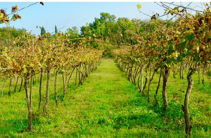 Vineyard Walk & Wine Tasting in the Berici Hills of Vicenza - What the $58 price really buys you