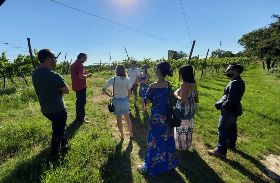 Vineyard Walk & Wine Tasting in the Berici Hills of Vicenza - A 10-minute walk among old vines