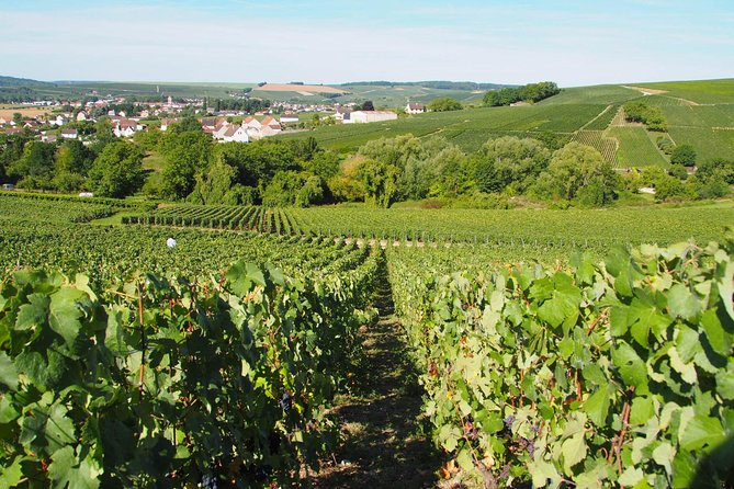 Vineyard Walking Tour & 5 Champagnes Tasting - Starting at 23 Rue de Perpeigneux in Saulchery