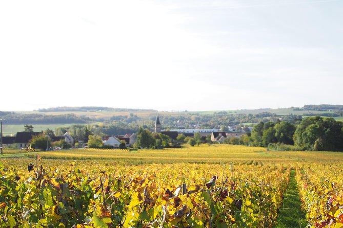 Vineyard Walking Tour & 5 Champagnes Tasting - Five Champagnes make the tasting worthwhile