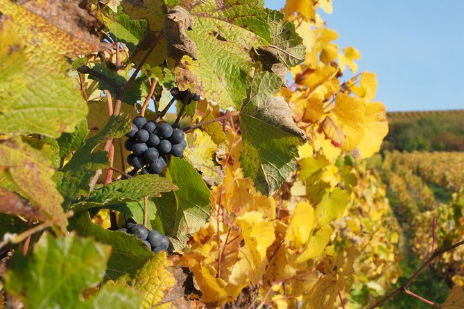 Vineyard Walking Tour & 5 Champagnes Tasting - What the $46.30 price really covers