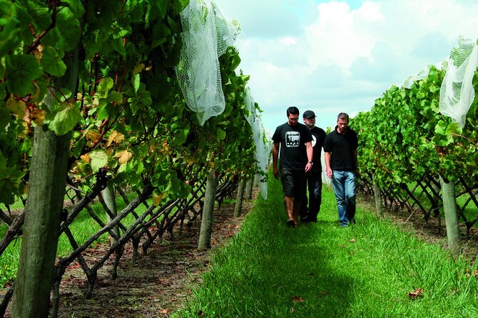 Vineyards Honey and Black Sand Beaches from Auckland - What the honey mention really means