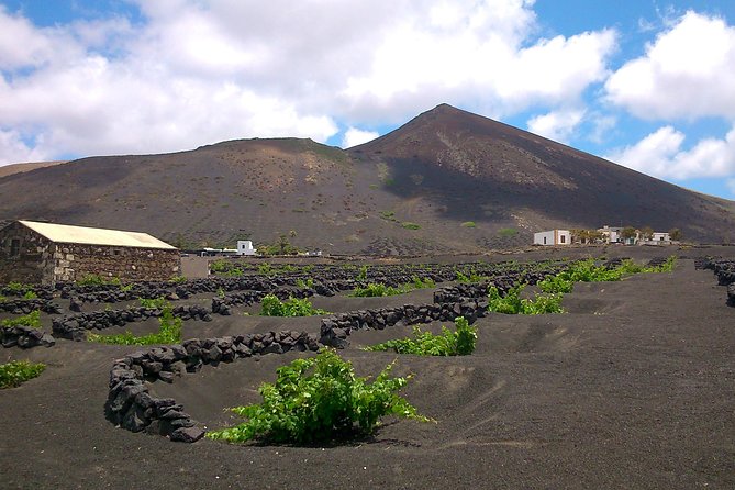 Vineyards of La Geria hiking tour - Learning how Lanzarote grows grapes in dry volcanic soil