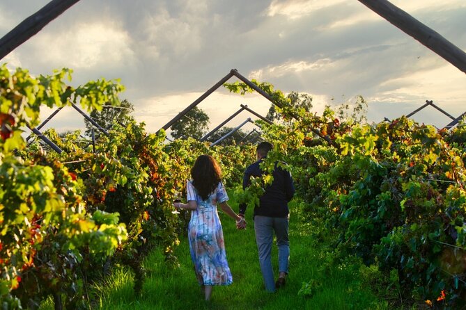 Vineyards, Wine Tasting and Pairing in San Miguel - Six wines, cheese, fruit, and a useful comparison