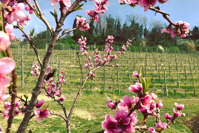 Visit among vineyards and wine cellar with wine tasting in Nizza Monferrato - Timing, meeting point, and group size