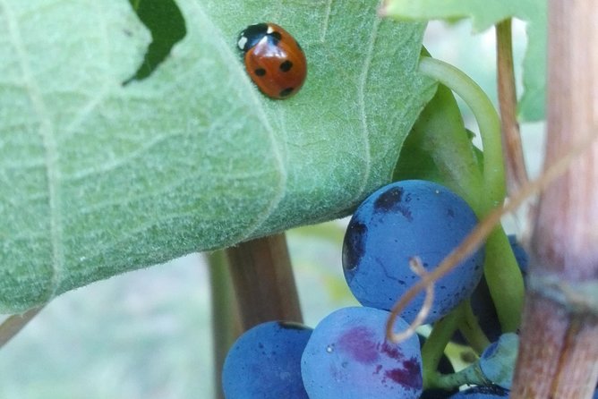 Visit among vineyards and wine cellar with wine tasting in Nizza Monferrato - Who will enjoy this experience most?