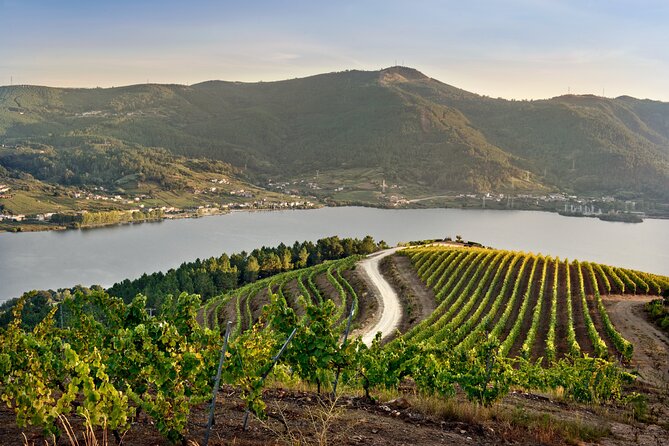 Visit Coastal Vineyard - Four things to know before you go
