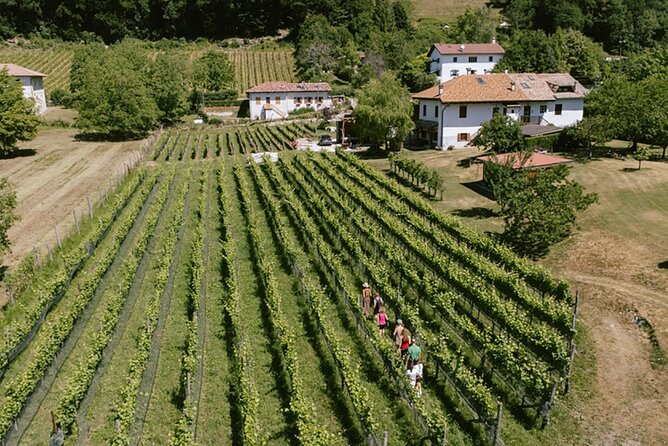 Visit of the vineyard on Mount Mezzocorona and tasting of 3 wines - Starting at the Mezzocorona cable car