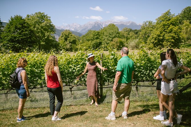 Visit of the vineyard on Mount Mezzocorona and tasting of 3 wines - Walking through the woods to the vineyard