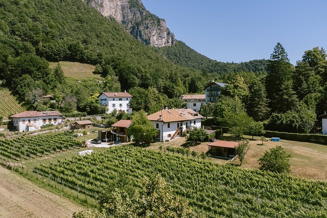 Visit of the vineyard on Mount Mezzocorona and tasting of 3 wines - Returning to the store for three aged wines