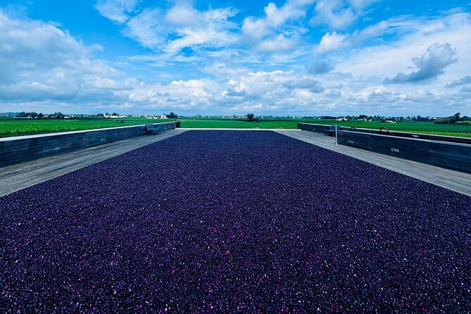 Visit Saint-Emilion and Pomerol:Vineyards, lunch and tastings included - Comparing Grapes and Regions at a Wine Shop