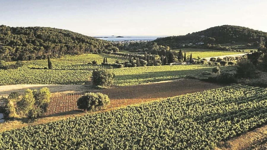 Visit the vineyards and discover Bandol wines - Why Bandol is worth your time
