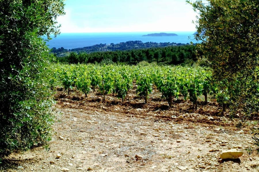 Visit the vineyards and discover Bandol wines - Inside the Bandol winery