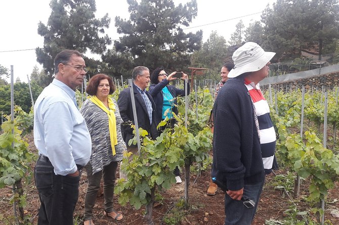 Visit to Arafo Mountain Vineyard and Organic Wine Tasting - Why this Arafo vineyard visit feels different