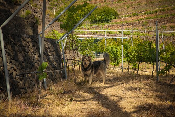Visit to Arafo Mountain Vineyard and Organic Wine Tasting - Practical details that affect your choice