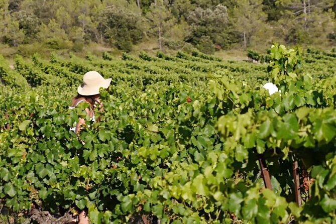 Visit to the Faugères Vineyards with Picnic from Béziers - What the $142.99 price delivers
