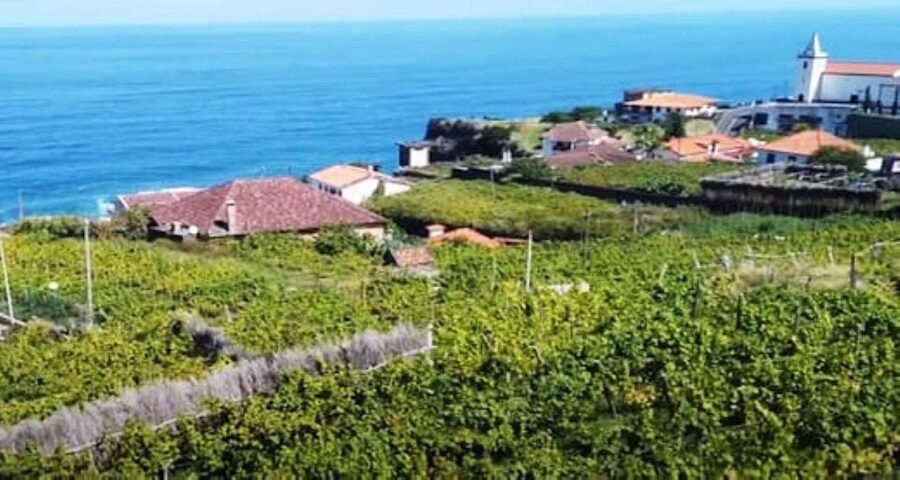 Visiting local Vineyard With Wine Tasting & Lunch included - Key points to know before booking