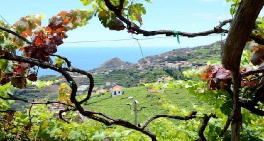 Visiting local Vineyard With Wine Tasting & Lunch included - A full day that puts Madeira’s wine in context