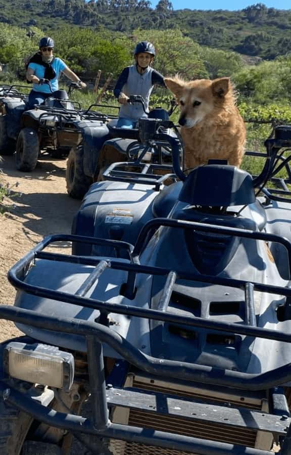 Vrede en Lust Wine Estate: 1H Quad Bike Trail - FAQ