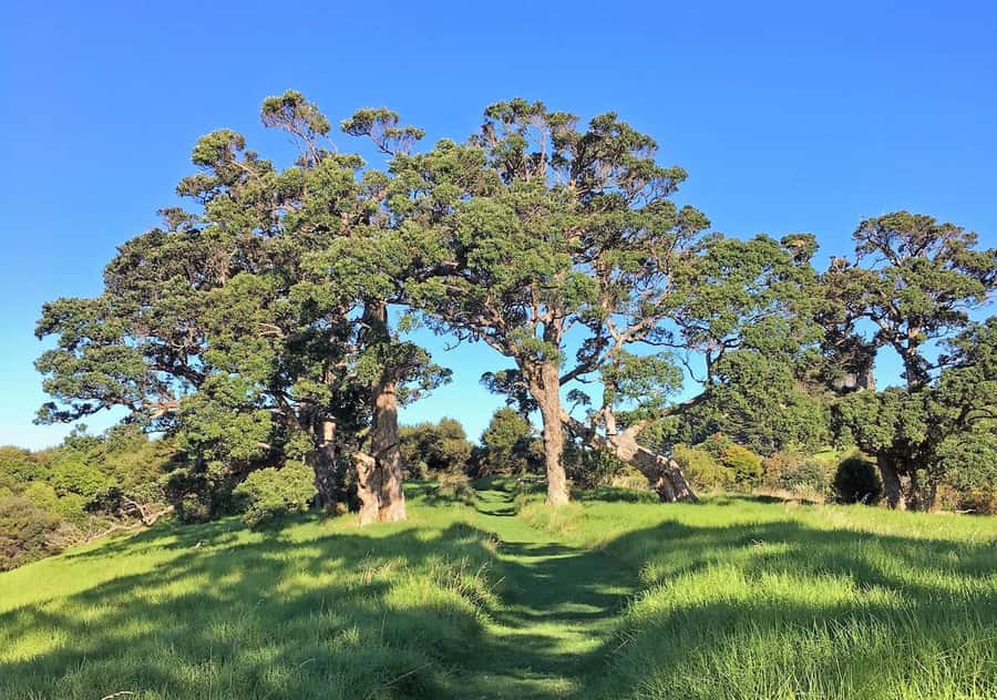 Waiheke Island: Premium Vineyard, Wine Tasting and Bush Walk - Rolling hills toward Mudbrick Vineyard