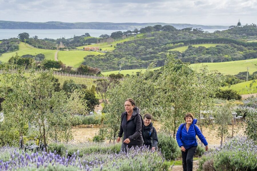 Waiheke Island: Premium Vineyard, Wine Tasting and Bush Walk - What the $269 price really covers