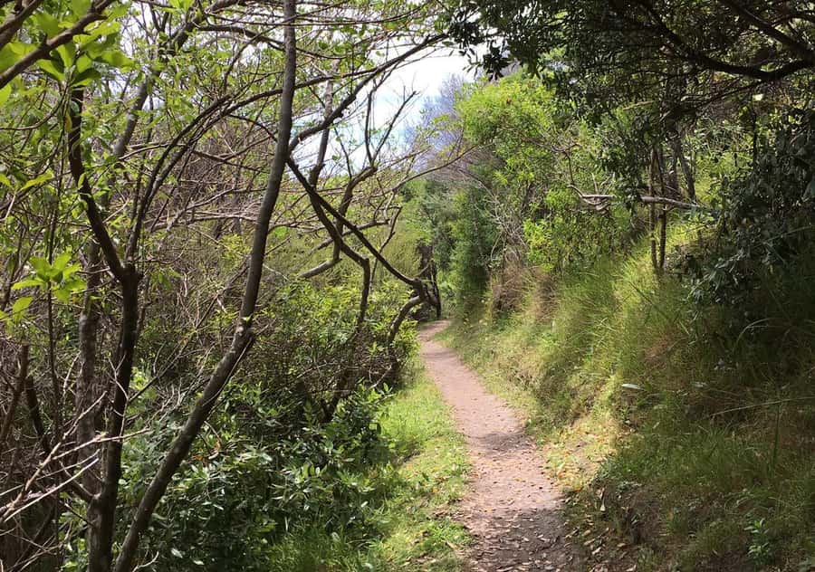 Waiheke Island: Premium Vineyard, Wine Tasting and Bush Walk - Why the small group and local guide matter