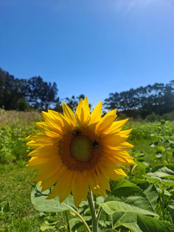 Waiheke Island: Sip and Savor 3 Vineyards Tour with Lunch - Key points to know before you book