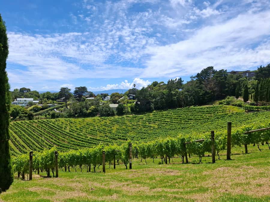 Waiheke Island: Sip and Savor 3 Vineyards Tour with Lunch - Food pairings and the included lunch
