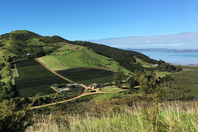 Waiheke Island Vineyards and Bush Walk - Five things to know before you book