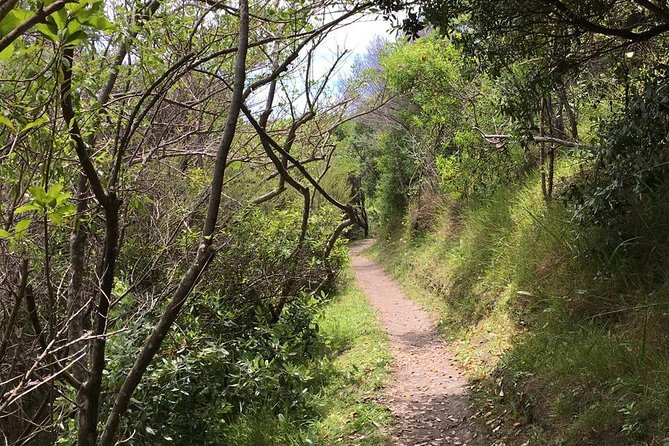 Waiheke Island Vineyards and Bush Walk - Why this walk is different from a winery visit