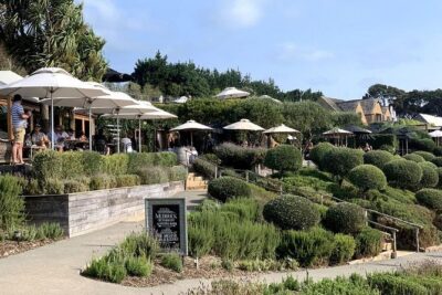 Waiheke Island Vineyards and Bush Walk